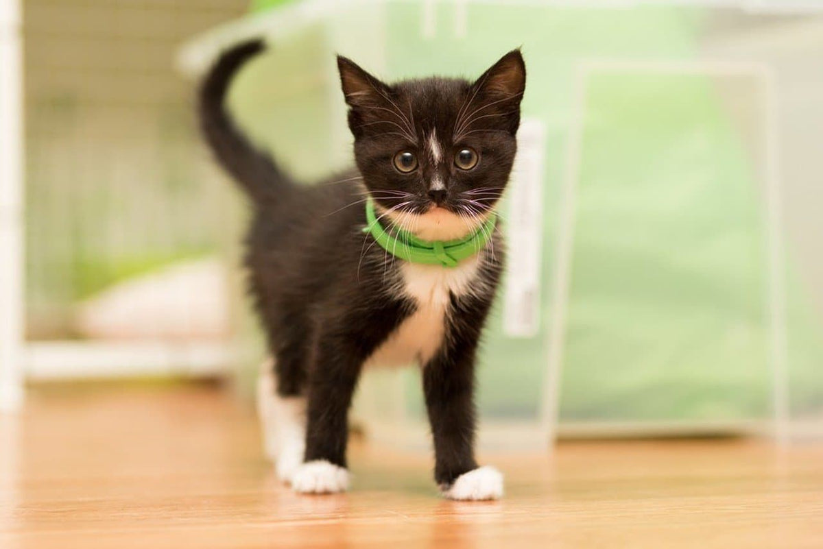 ¡Lo mejor para gatos sensibles y gatitos!